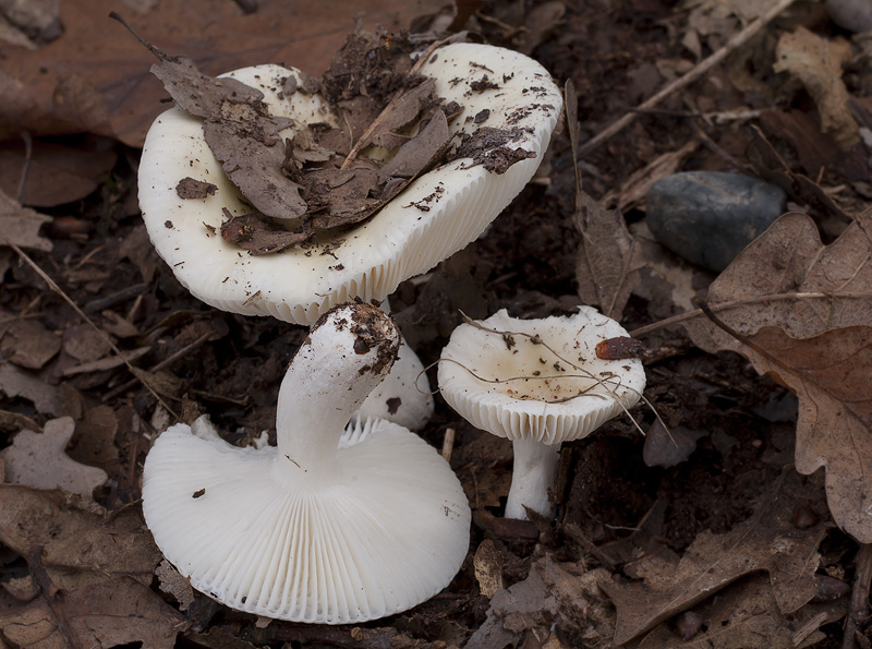 Russula fragilis f. gilva